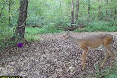 TRAIL-CAMERA-206