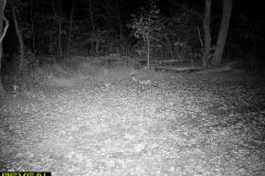 TRAIL-CAMERA-207