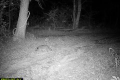 TRAIL-CAMERA-208