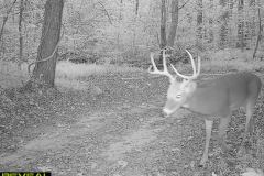 TRAIL-CAMERA-210