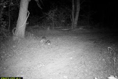 TRAIL-CAMERA-211