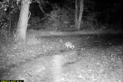 TRAIL-CAMERA-213