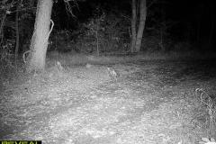 TRAIL-CAMERA-215