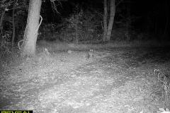 TRAIL-CAMERA-216