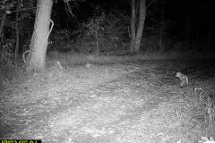 TRAIL-CAMERA-217