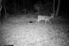 TRAIL-CAMERA-219