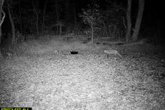 TRAIL-CAMERA-220