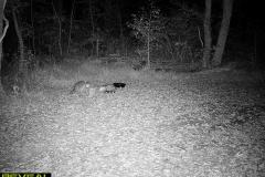 TRAIL-CAMERA-222