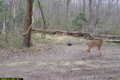 TRAIL-CAMERA-229