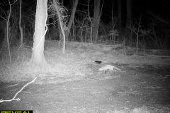 TRAIL-CAMERA-230