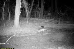 TRAIL-CAMERA-231