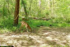 TRAIL-CAMERA-236