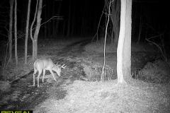 TRAIL-CAMERA-248