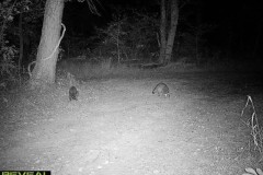 TRAIL-CAMERA-34