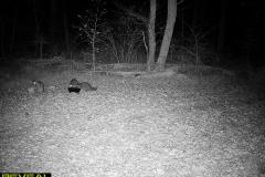 TRAIL-CAMERA-5