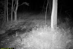 TRAIL-CAMERA-51