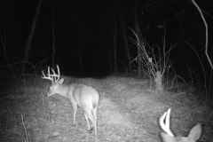 TRAIL-CAMERA-65