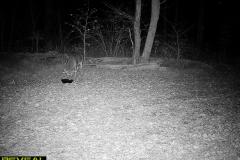 TRAIL-CAMERA-7