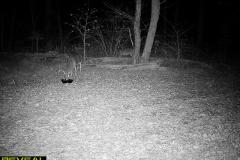 TRAIL-CAMERA-8