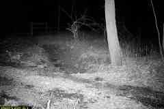 TRAIL-CAMERA-83