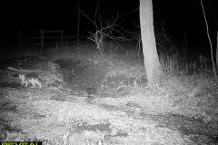 TRAIL-CAMERA-84