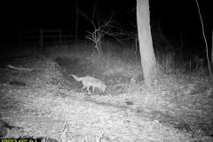 TRAIL-CAMERA-89