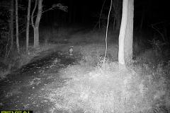 TRAIL-CAMERA-91