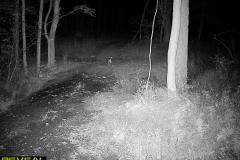 TRAIL-CAMERA-92