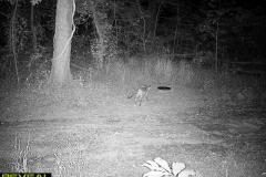 TRAIL-CAMERA-93