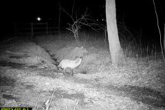 TRAIL-CAMERA-95